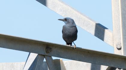 Blue Rock Thrush