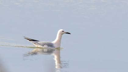Slender-billed Gull
