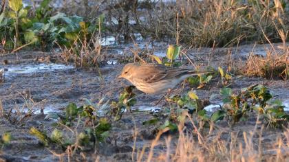 Water Pipit
