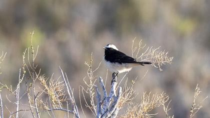 Pied Wheatear