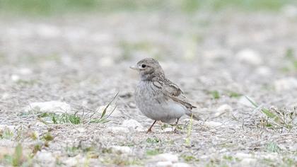 Turkestan Short-toed Lark