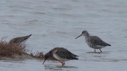 Spotted Redshank