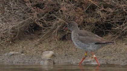 Common Redshank