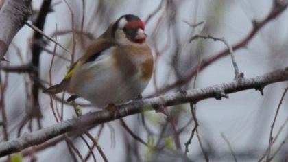 European Goldfinch