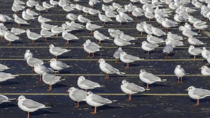 Black-headed Gull