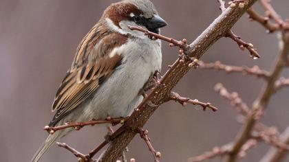 House Sparrow