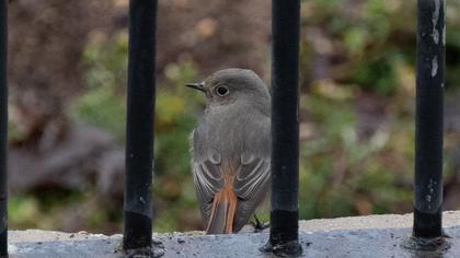 Black Redstart