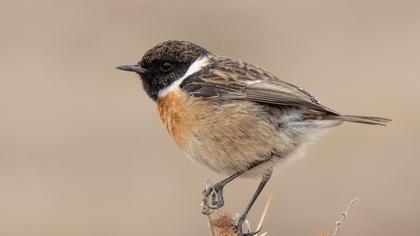 European Stonechat