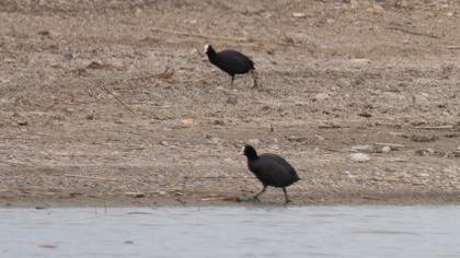 Eurasian Coot