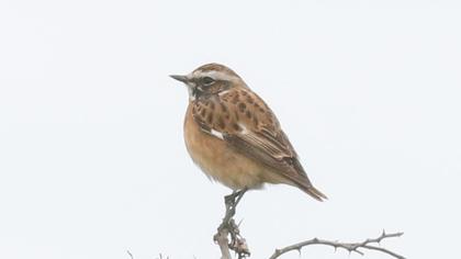 Whinchat