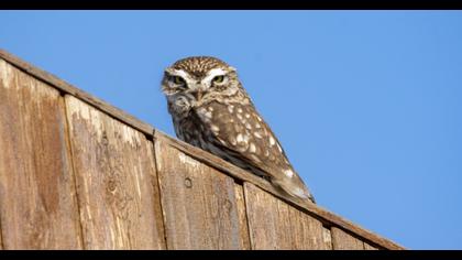 Little Owl