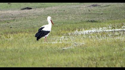 White Stork