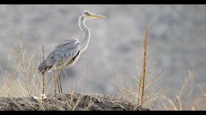 Grey Heron