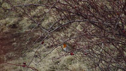 European Robin