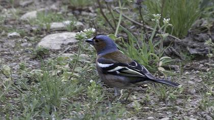 Common Chaffinch