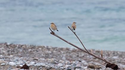 Isabelline Wheatear