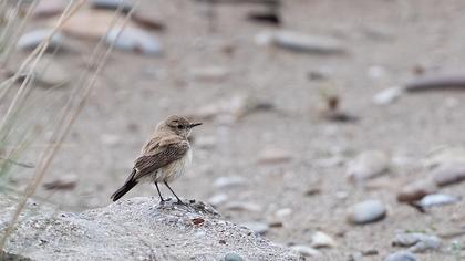 Desert Wheatear