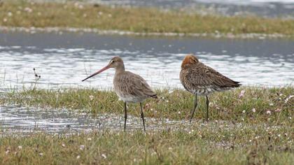 Black-tailed Godwit