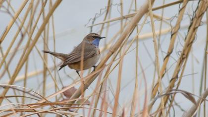 Bluethroat