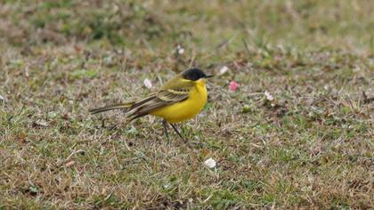 Western Yellow Wagtail