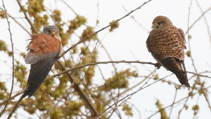 Lesser Kestrel