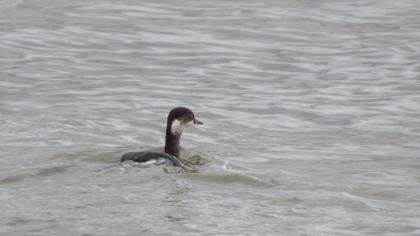 Black-necked Grebe