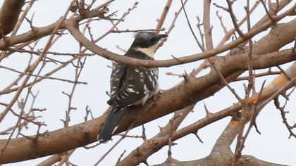Great Spotted Cuckoo