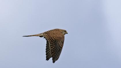 Common Kestrel