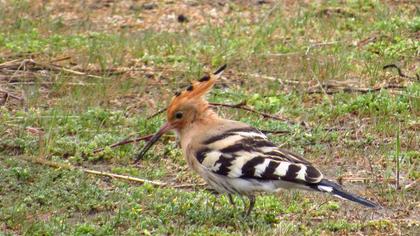 Eurasian Hoopoe