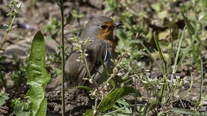 European Robin