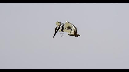 Pied Kingfisher