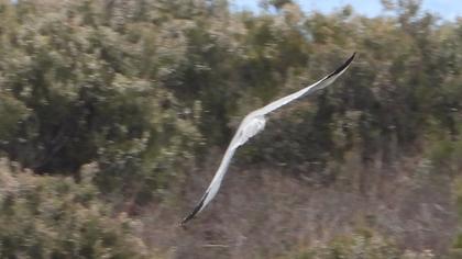 Pallid Harrier
