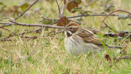 Bataklık Kirazkuşu