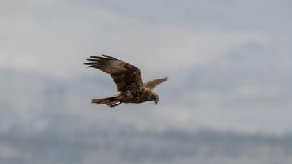 Western Marsh Harrier