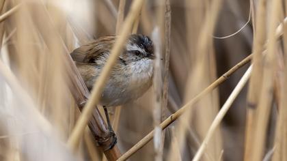 Moustached Warbler
