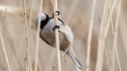 Eurasian Penduline Tit