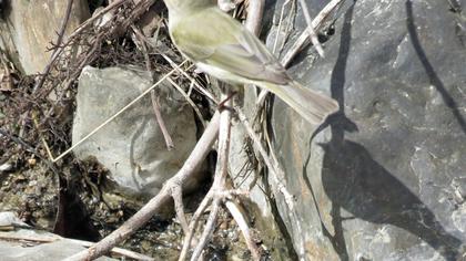 Willow Warbler