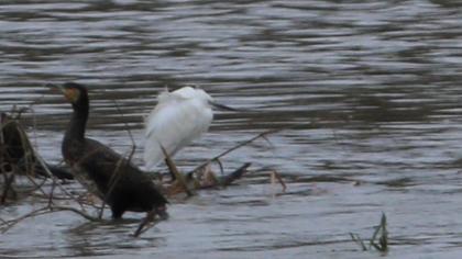Little Egret