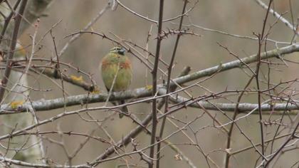 Cirl Bunting
