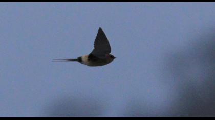 Red-rumped Swallow