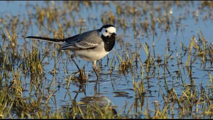White Wagtail