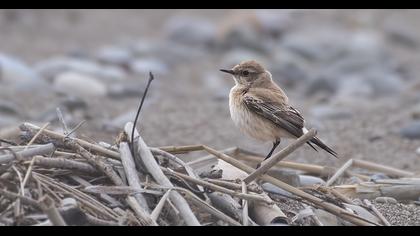 Desert Wheatear