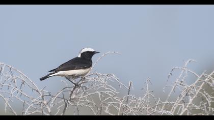 Pied Wheatear