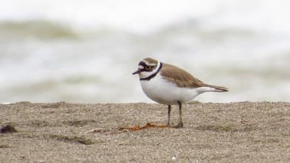 Little Ringed Plover