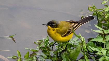 Sarı kuyruksallayan