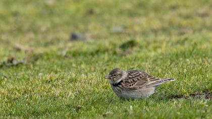 Calandra Lark