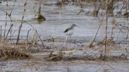 Marsh Sandpiper