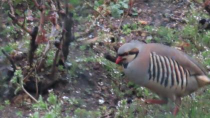 Chukar Partridge