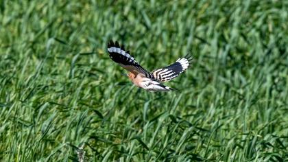 Eurasian Hoopoe