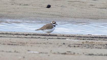 Little Ringed Plover